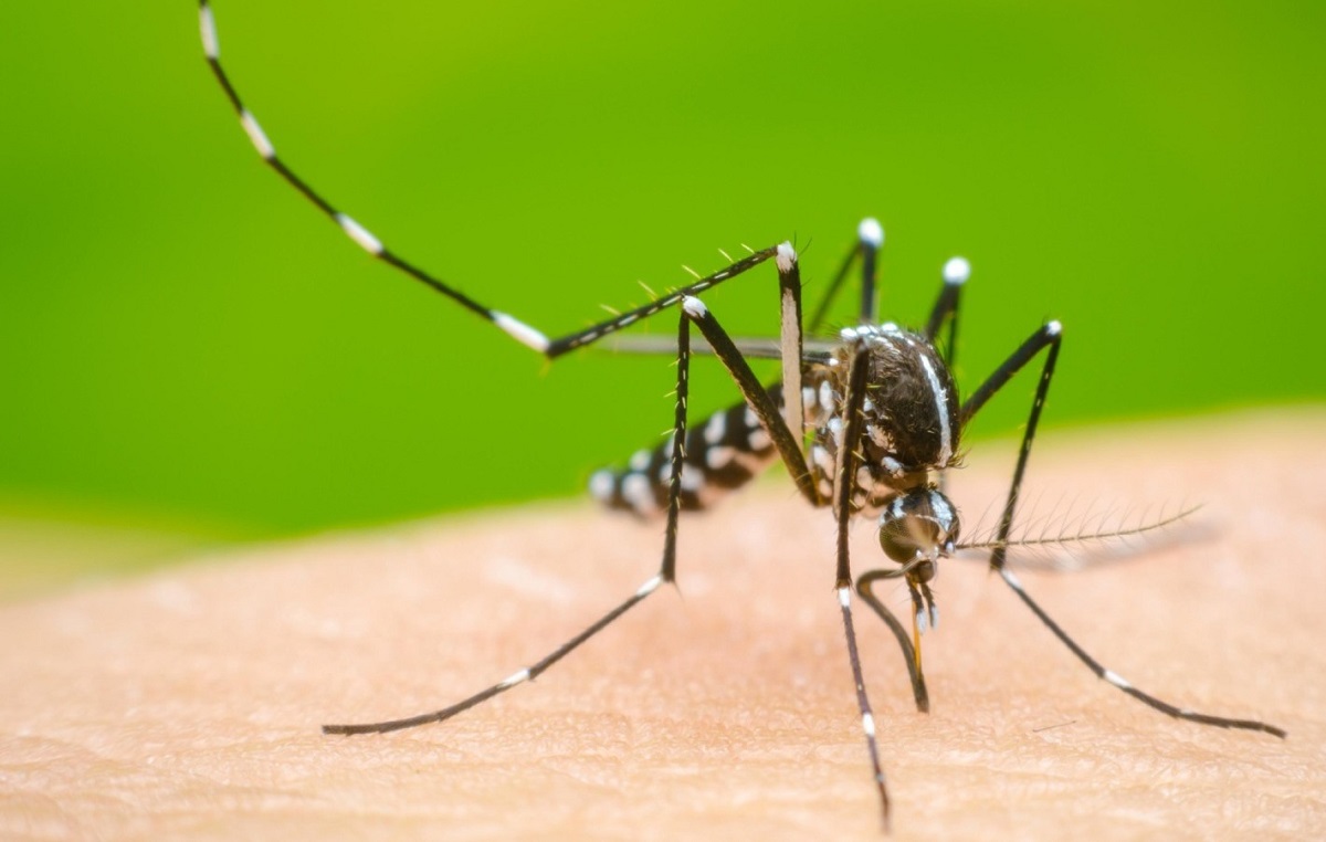 Dengue hri leng avangin tun thlengin Mizoramah mi 8 an thi tawh